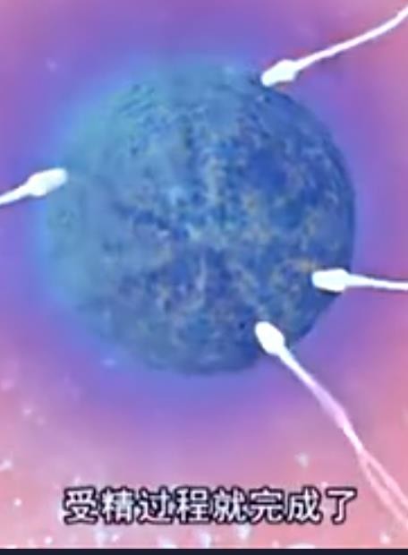 卵子和精子奇妙的懷孕過程