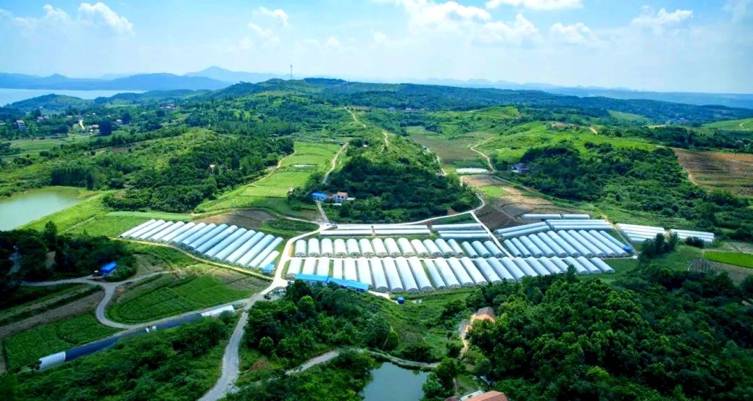 【工程资质加盟】正弘集团中标2025年大昌镇光明村蔬菜产业配套建设项目——以专业实力助力乡村振兴，打造现代农业示范标杆