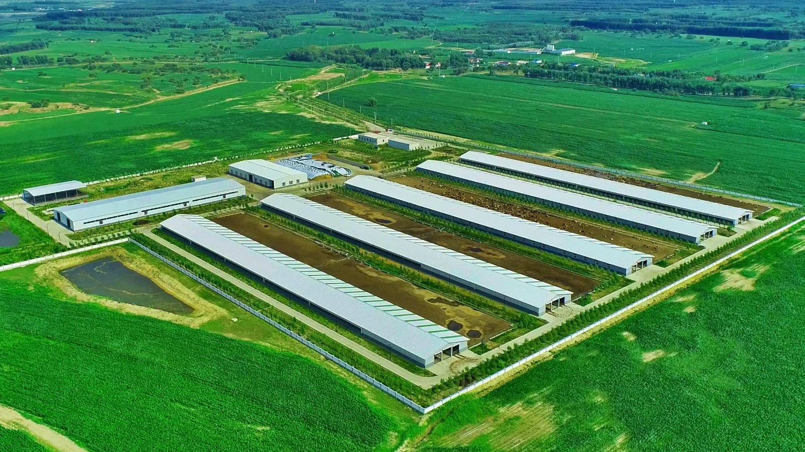 正弘集团携手四川硕亿建设成功中标巴州区肉牛产业建设总包项目